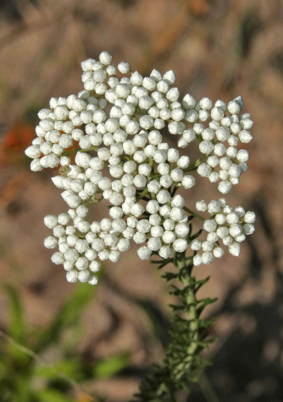 White Dogwood