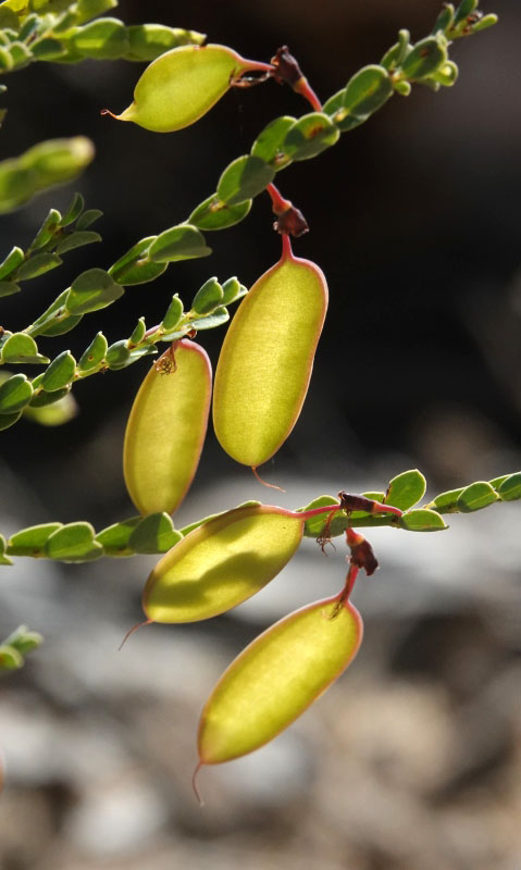 Bossiaea concolor
