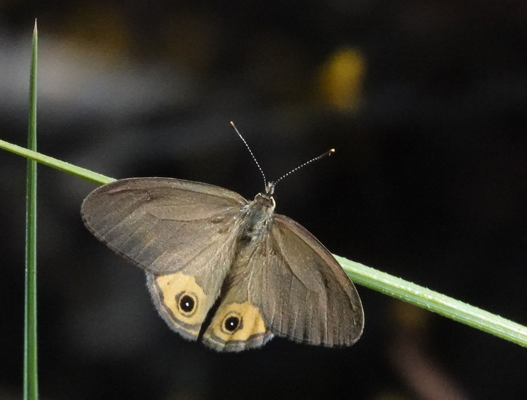 Grey Ringlet