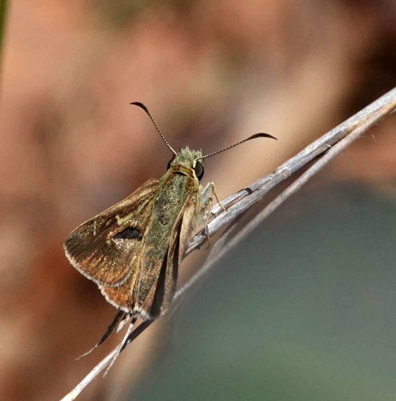 Dingy Grass-skipper