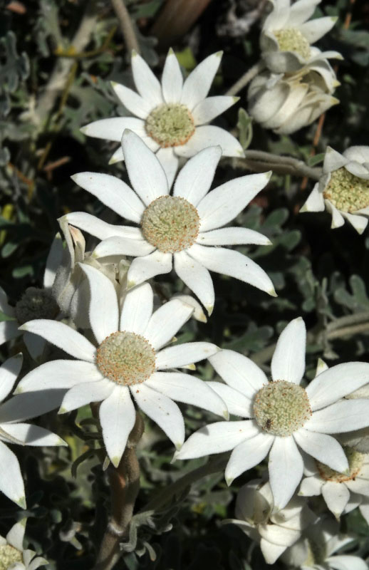 Flannel Flower