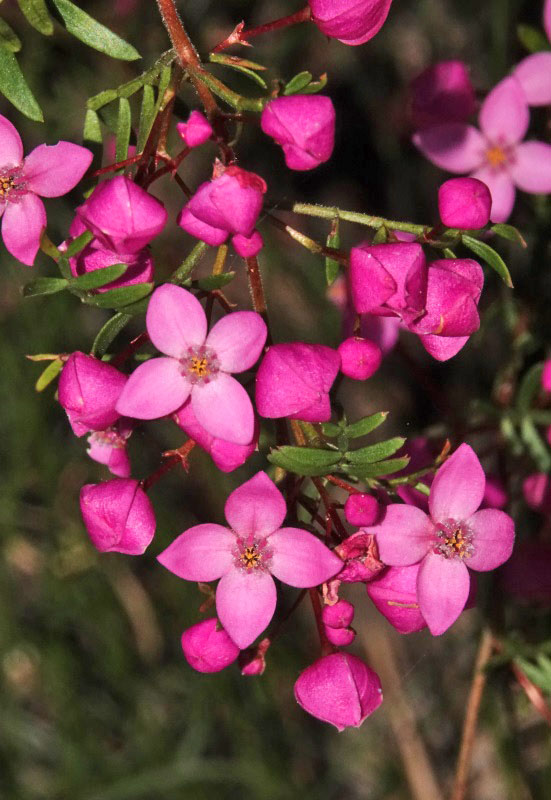 Safrole Boronia
