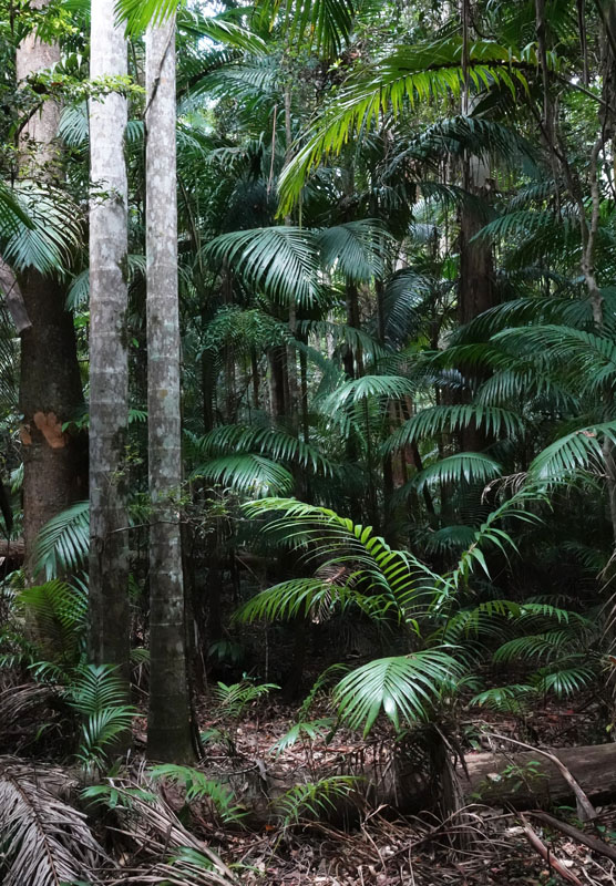 sub-tropical rainforest