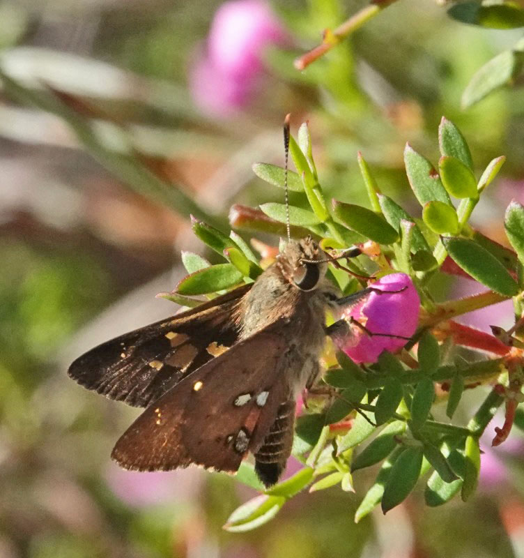 Southern Silver Ochre