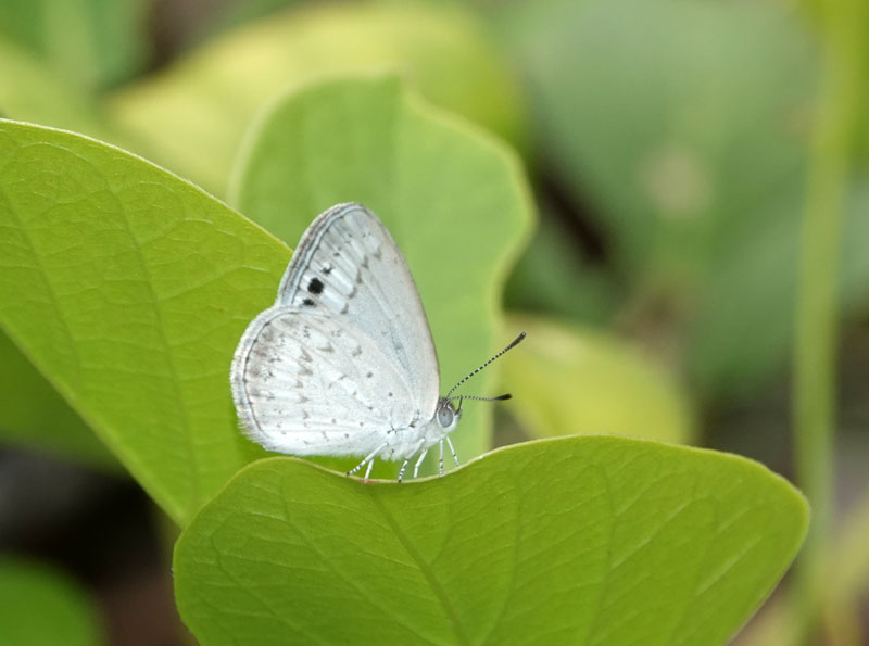 Small Dusky-blue