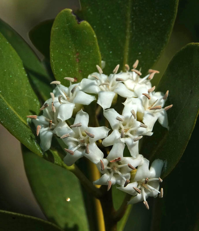 River Mangrove