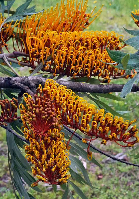 Silky Oak