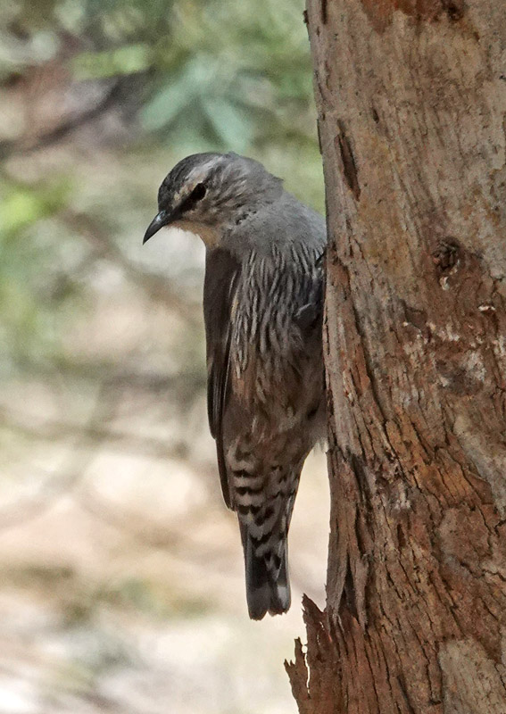 Brown Treecreeper