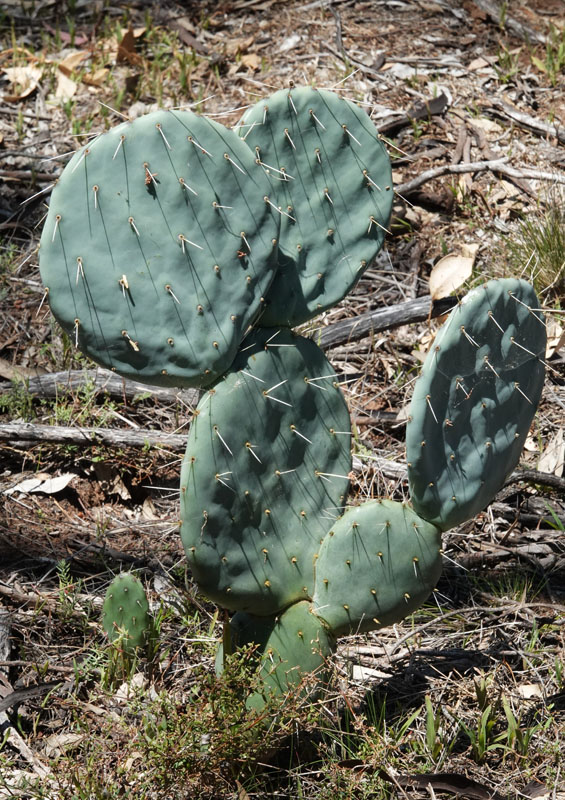 Wheel Cactus