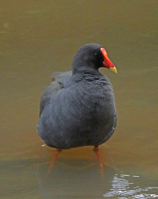 Dusky Moorhen