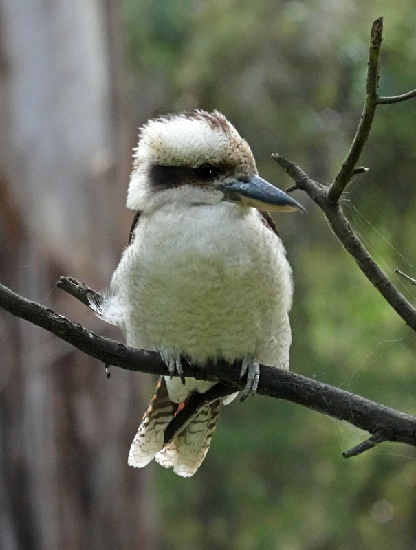 Laughing Kookaburra