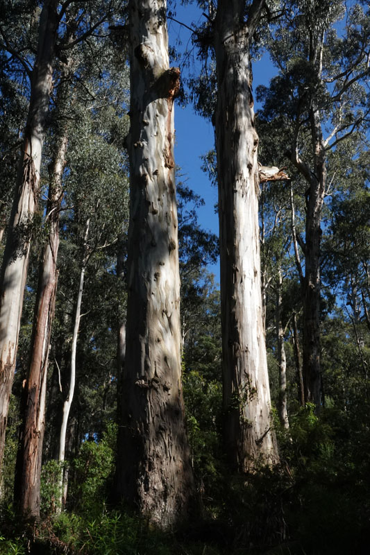 tall timber