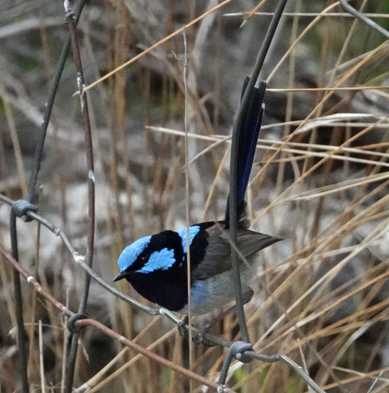 Superb Fairy-wren male