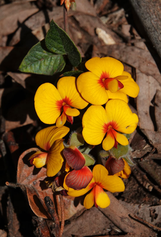 Mountain Flat-pea