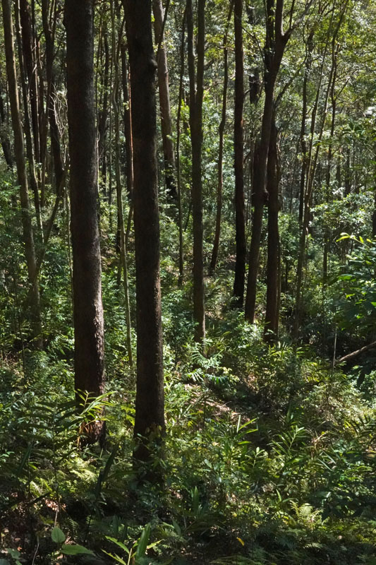 eucalypt forest