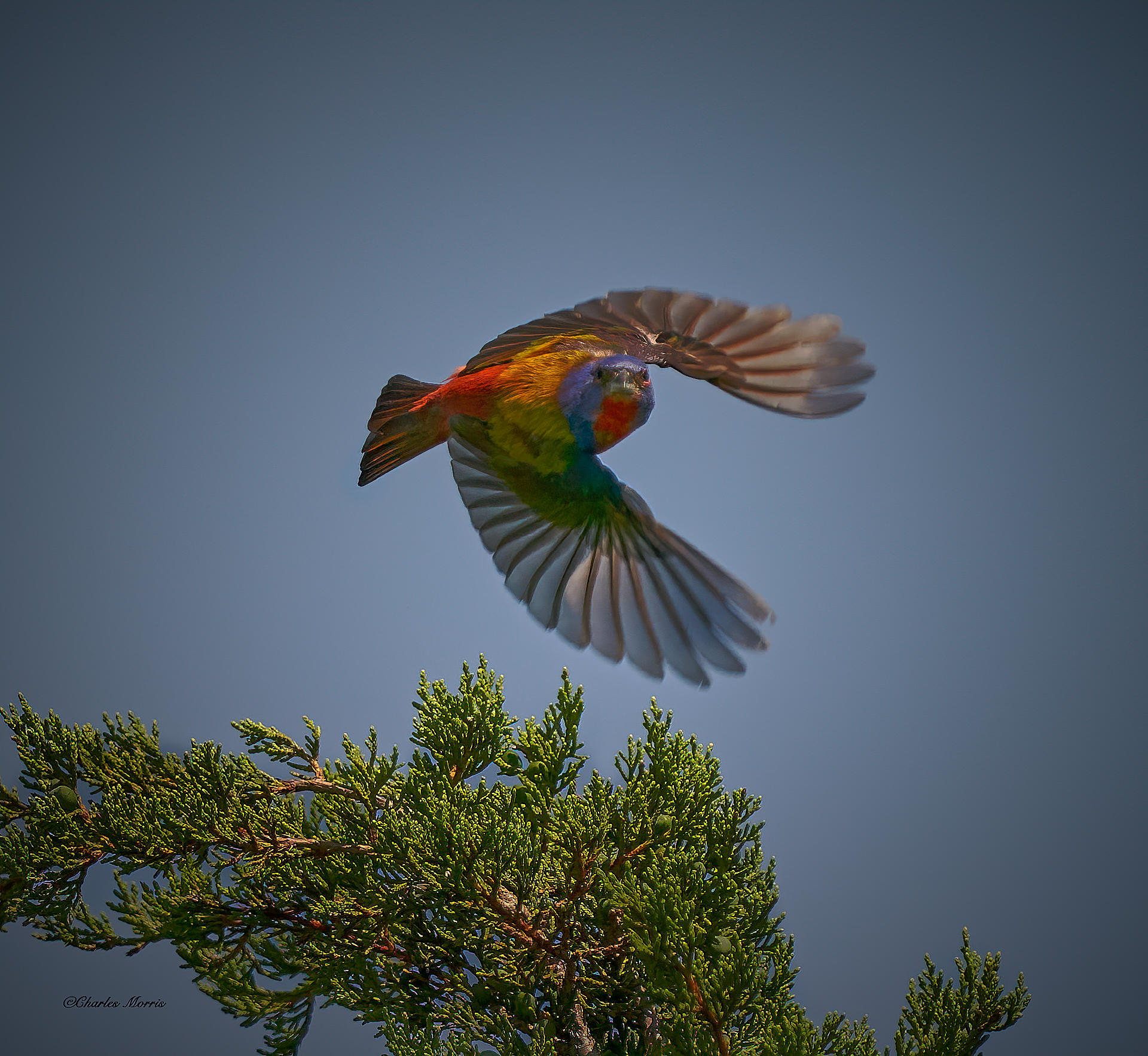 Painted Bunting flying