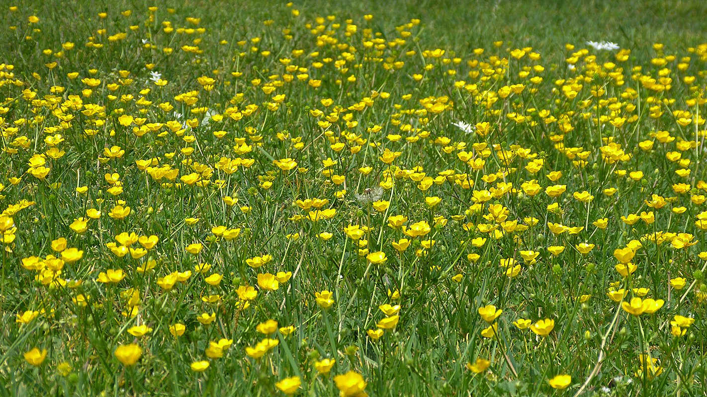 Buttercups 2012