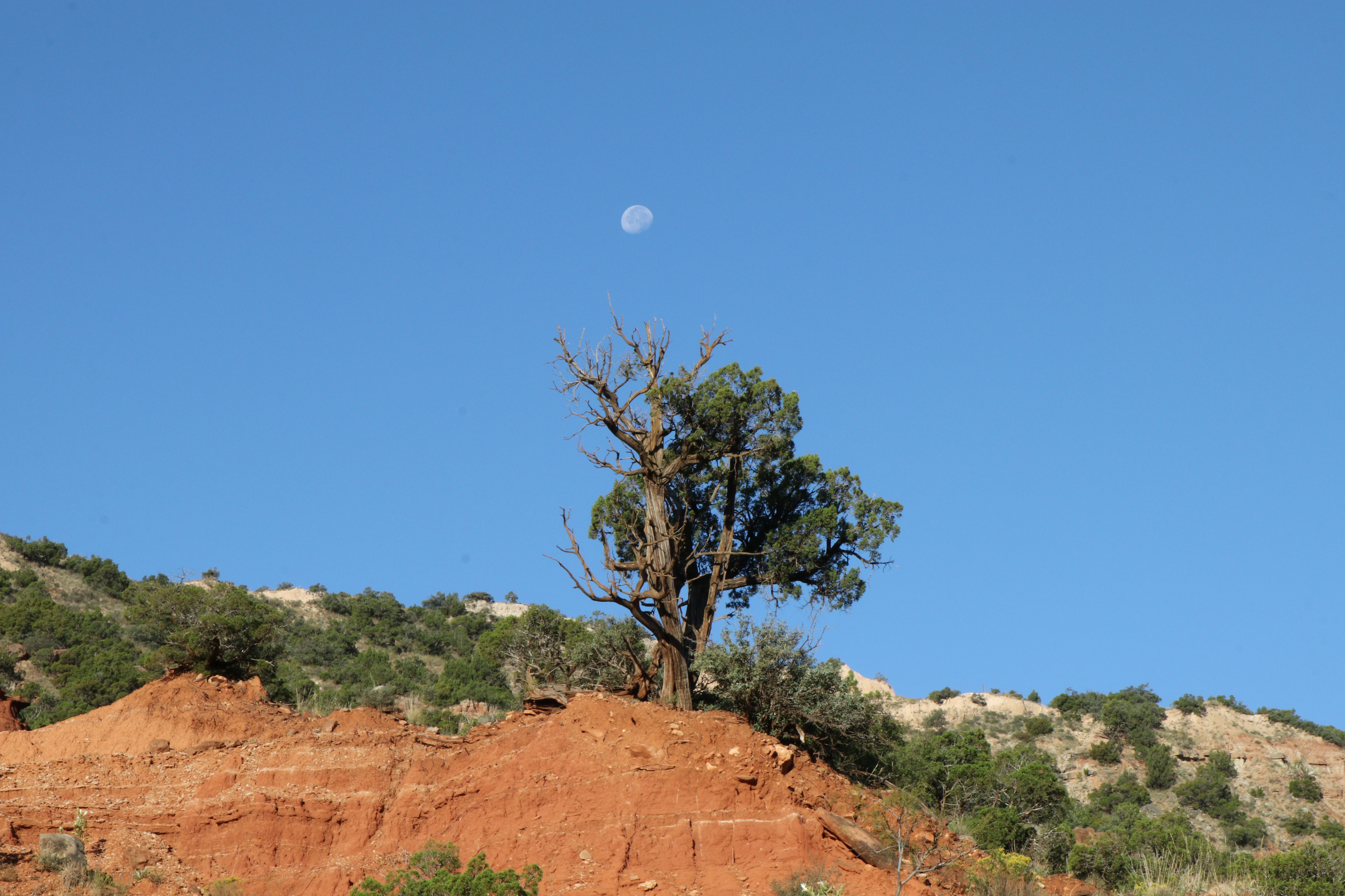 Tree and Moon at Caprock  Canyon