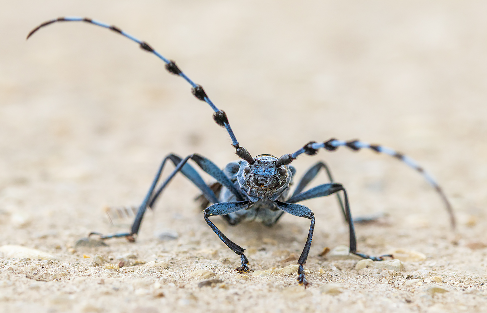 alpine longhorn beetle