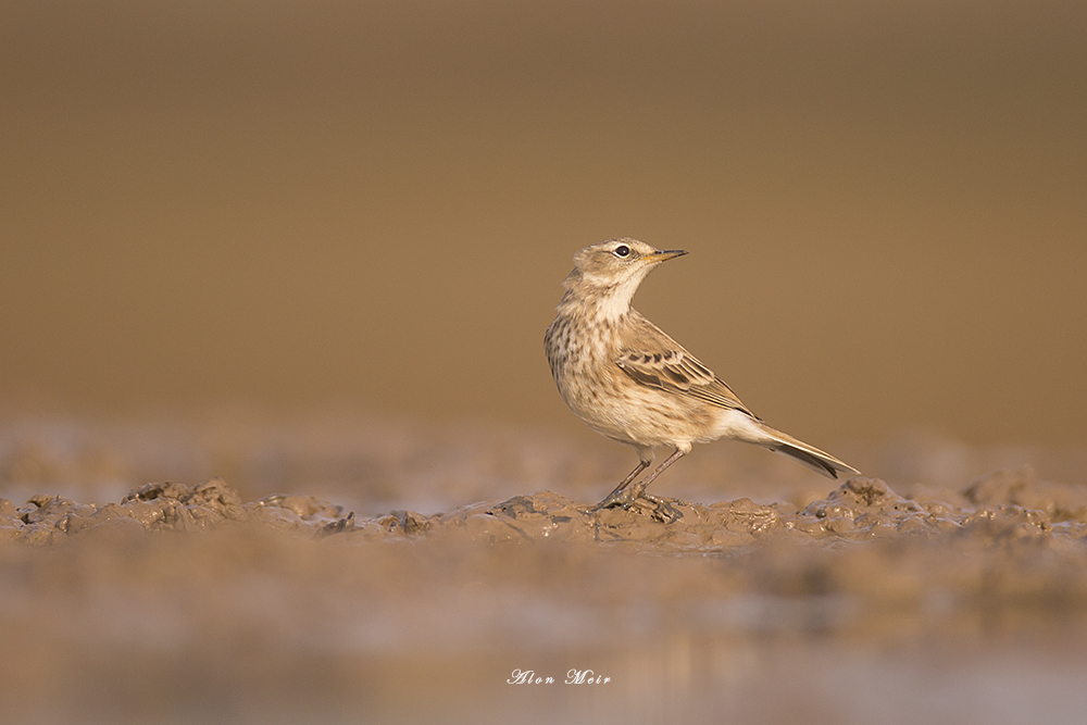 671A7529.jpg    Water Pipit - Aosta Valley