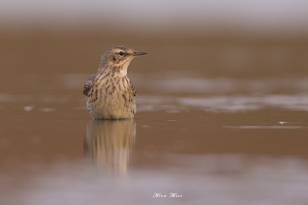 671A7767.jpg    Water Pipit - Aosta Valley