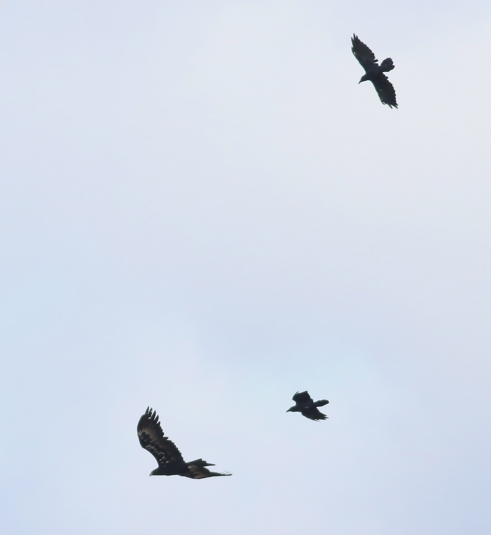 Wedge-tailed Eagle 23.jpg