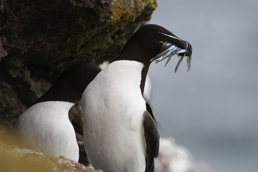 DSC02806F alk (Alca torda, Razorbill).jpg