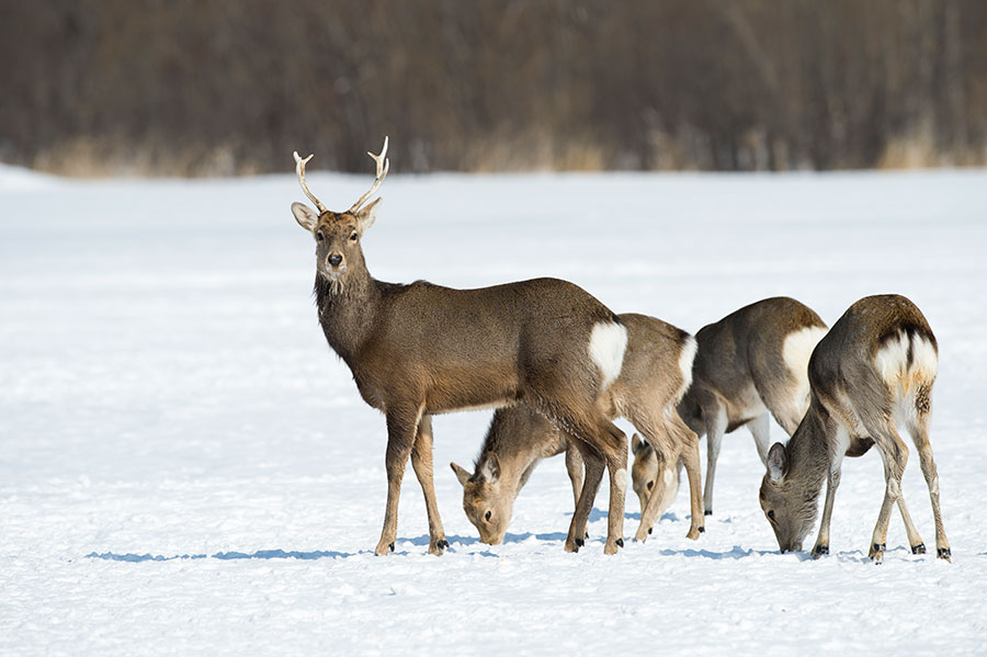 D40_5152F sikahert (Cervus nippon yesoensis).jpg