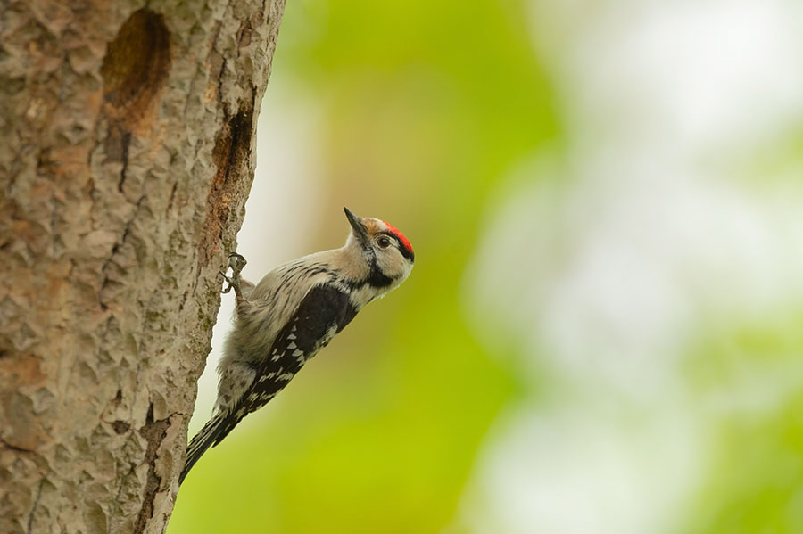 D4S_9592F kleine bonte specht (Dryobates minor, Lesser Spotted Woodpecker).jpg
