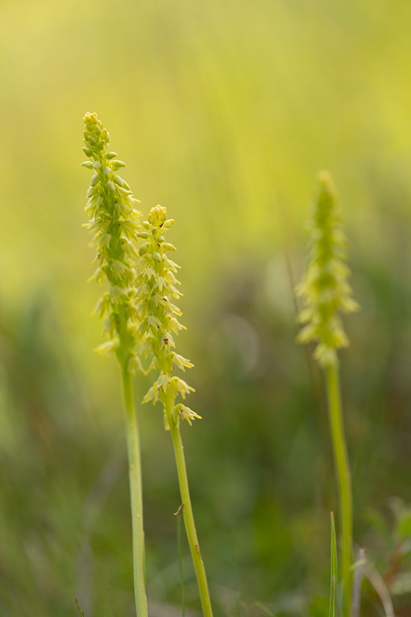 D4S_7404F honingorchis (Herminium monorchis, Musk orchid).jpg