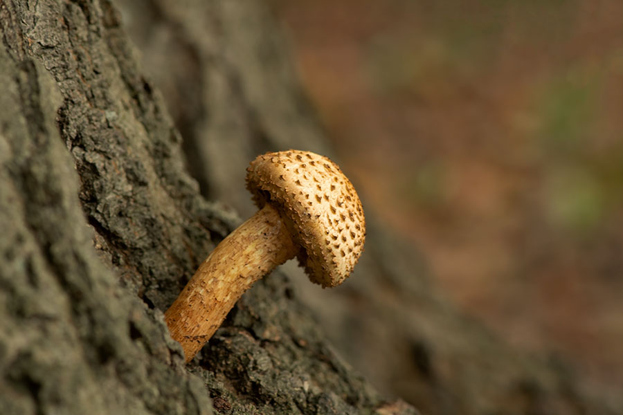 ND5_6423F schubbige bundelzwam (Pholiota squarrosa, Shaggy scalycap).jpg