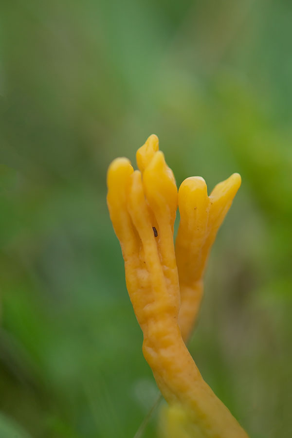 ND5_1471F sikkelkoraalzwam (Clavulinopsis corniculata, Meadow coral).jpg