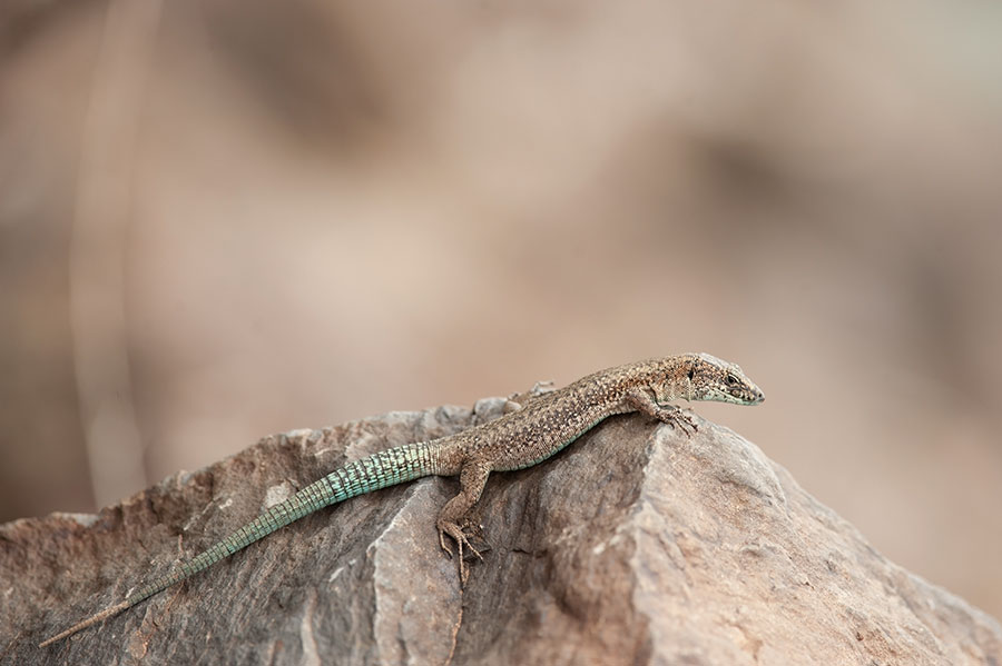 700_9675F Madeira muurhagedis (Lacerta dugesii, Madeira wall lizard).jpg