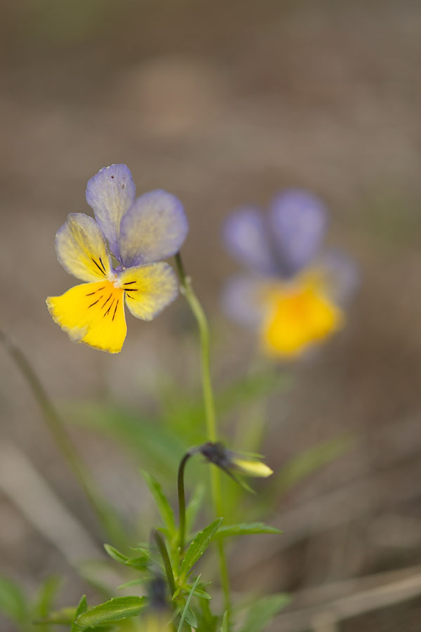 ND5_7774F zinkviooltje s.s. (Viola lutea subsp. calaminaria).jpg