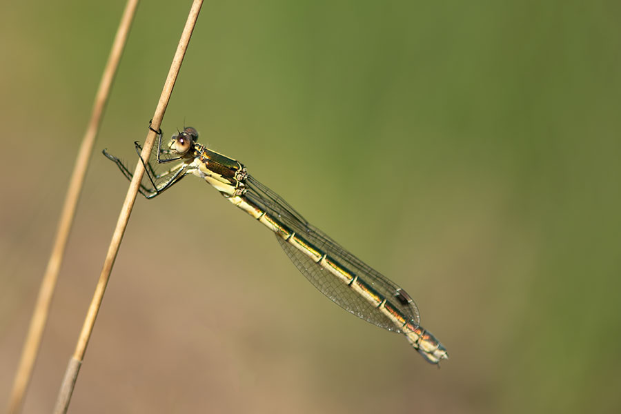 ND5_0146F tangpantserjuffer (Lestes dryas, emerald spreadwing).jpg