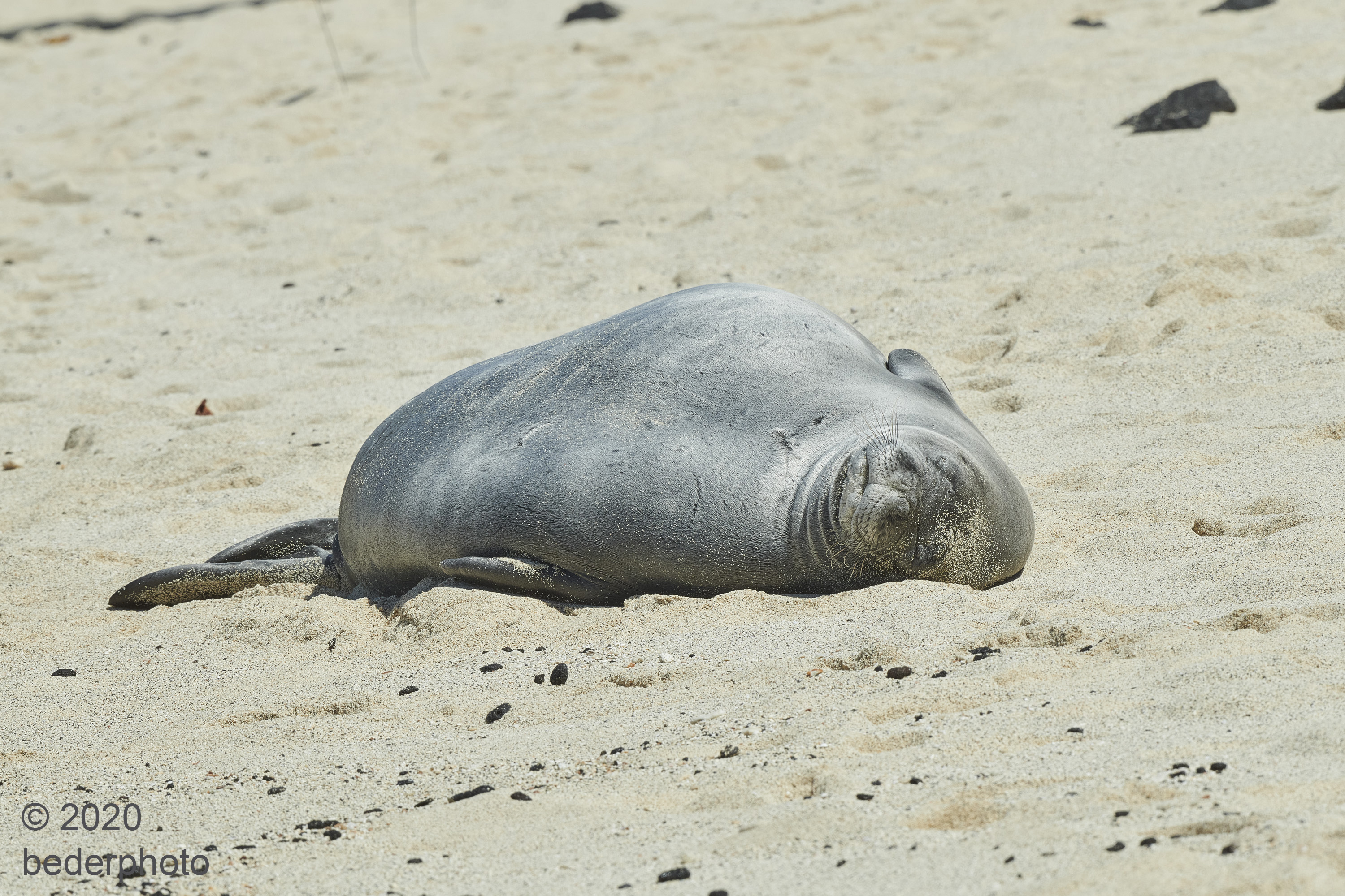 same monk seal...