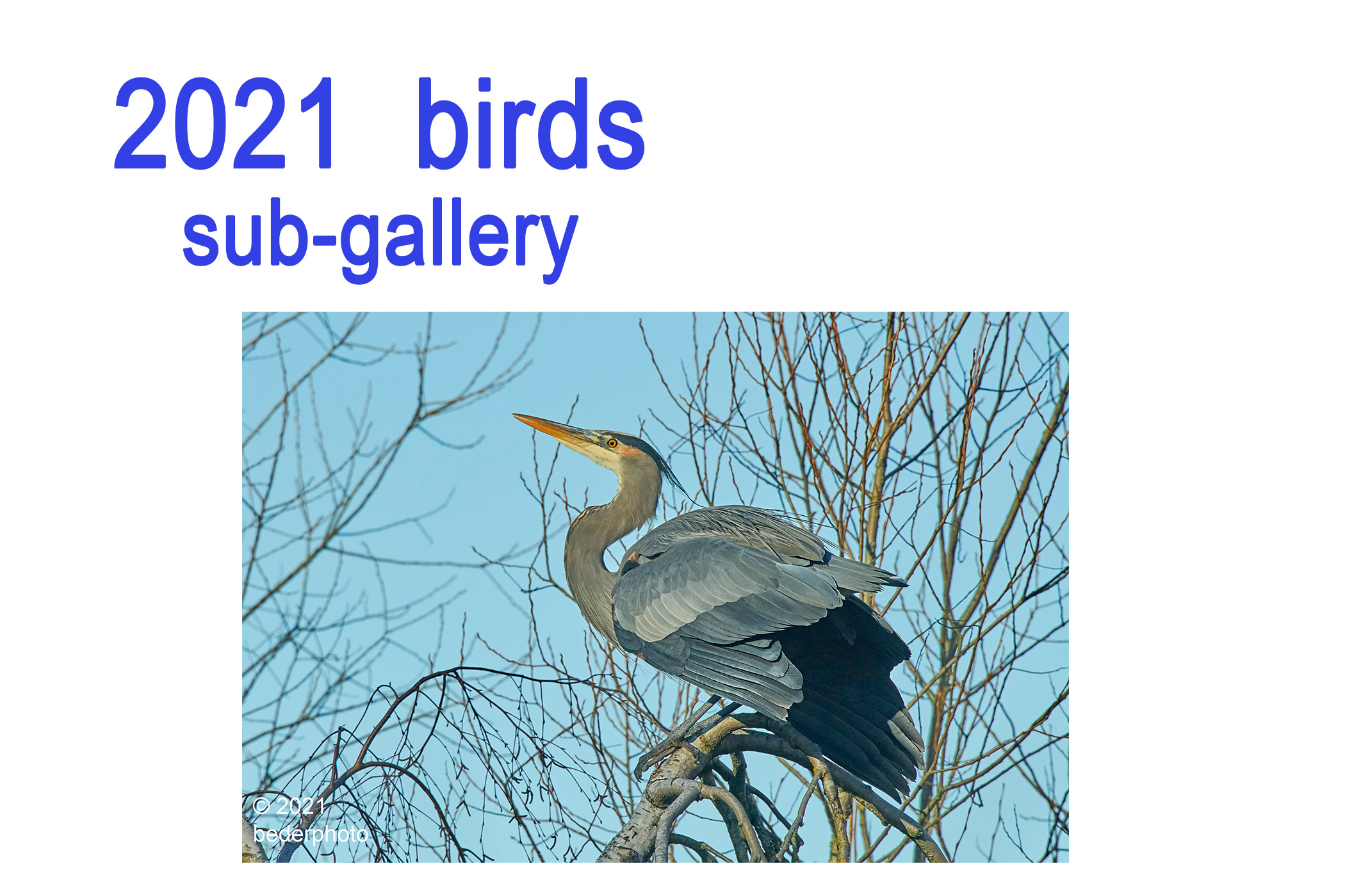 2021 birds