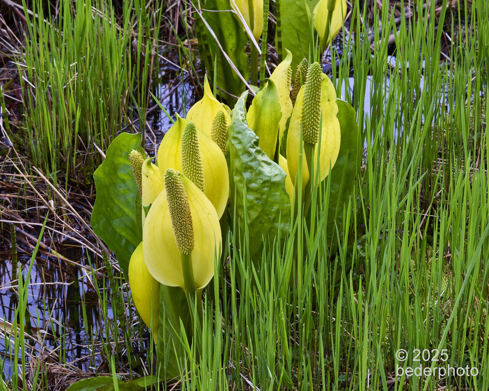 skunk cabbage surrounded by swamp grass shoots