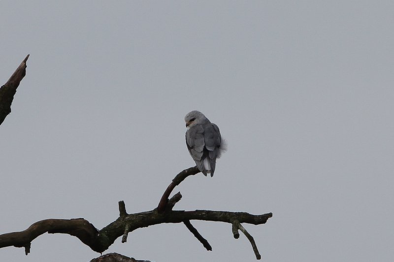 Grijze wouw - Black-winged kite - Elanus caeruleus
