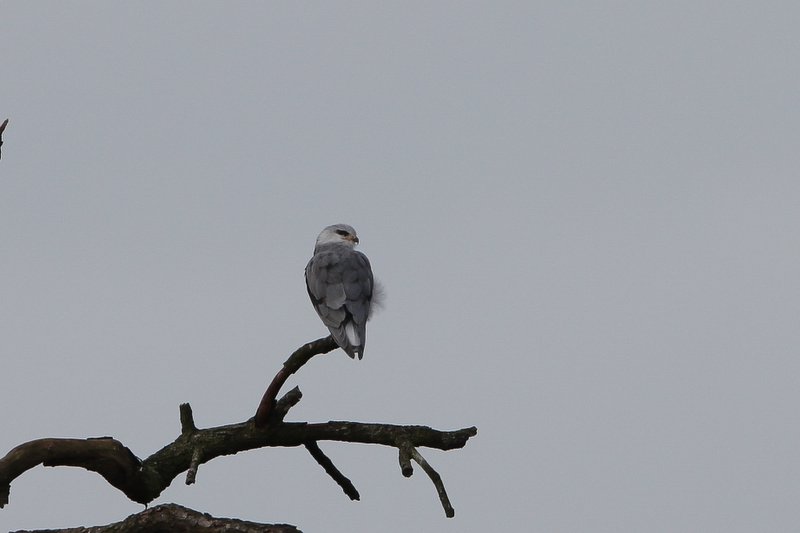 Grijze wouw - Black-winged kite - Elanus caeruleus