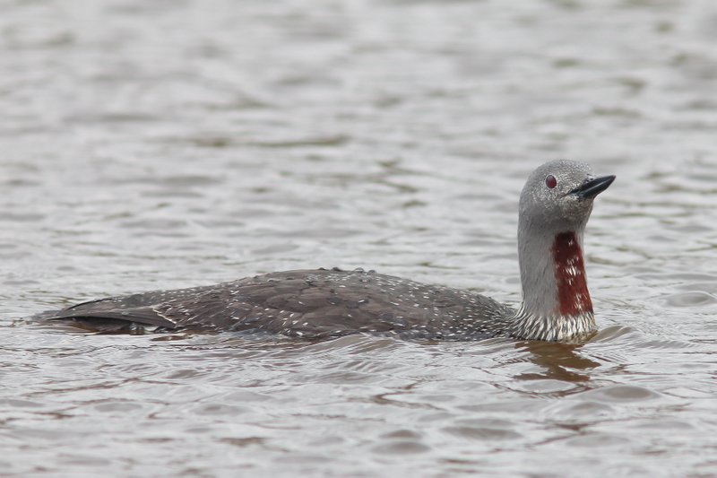 Roodkeelduiker - Read-throated diver - Gavia stellata