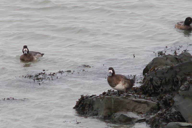 Topper - scaup - Aythya marila 