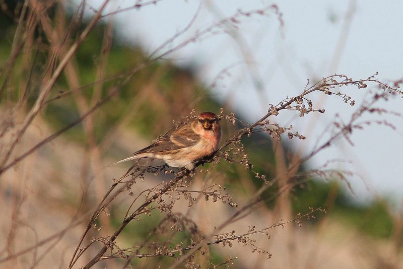 Kleine Barmsijs - Lesser redpoll - Carduelis cabaret  