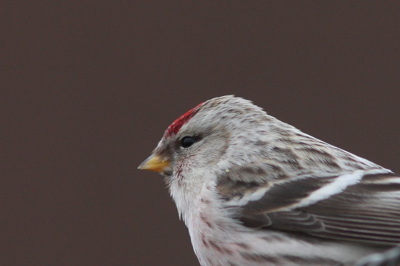 Witstuitbarmsijs - Arctic redpoll - Acanthis hornemanni 
