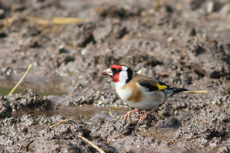 Putter - Goldfinch - Carduelis carduelis 