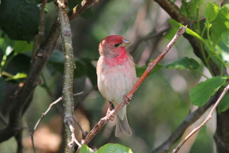 Roodmus - Scarlet rosefinch - Carpodacus erythrinus 