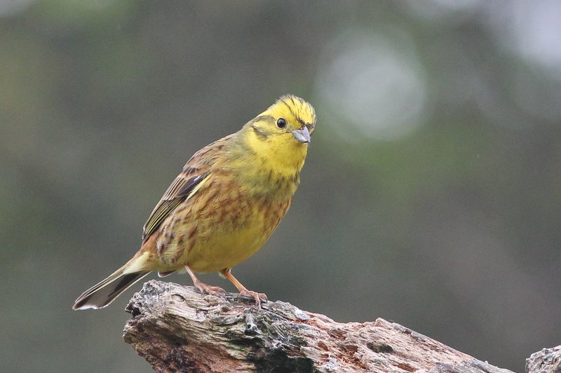 Geelgors - Yellowhammer - Embiza citrinella 
