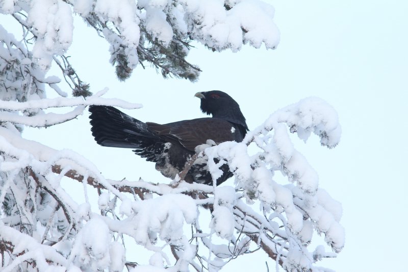 Auerhoen - Western capercaillie - Tetrao urogallus
