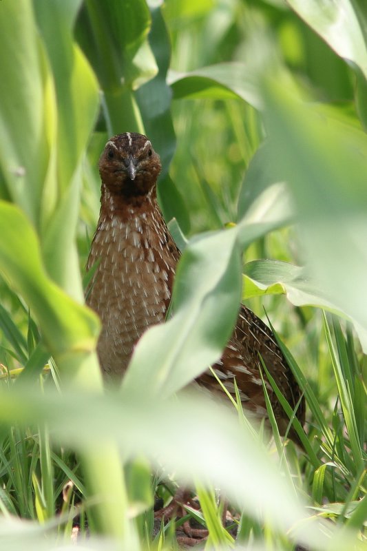 Kwartel -  common quail - Coturnix coturnix