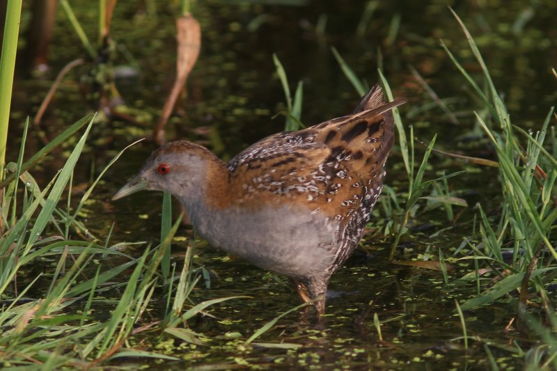 kleinst waterhoen - Baillons crake - Porzana pusilla